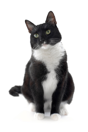 tuxedo cat